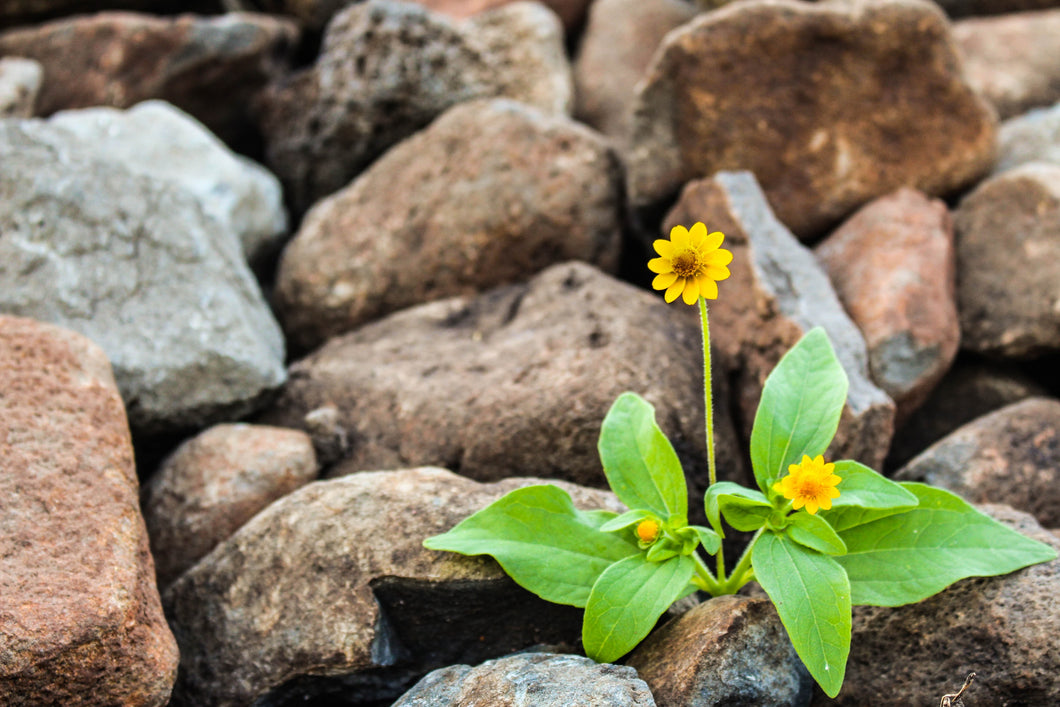 Resilience: How to GROW Through Adversity